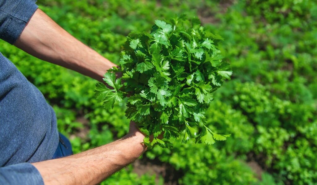 Cilantro in the hands of a man in the garden. Selective focus.